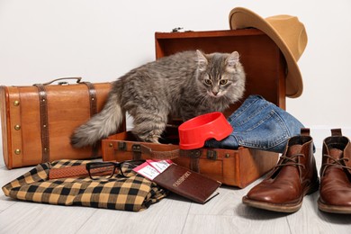 Photo of Travel with pet. Cat, clothes, passport, tickets and suitcases indoors