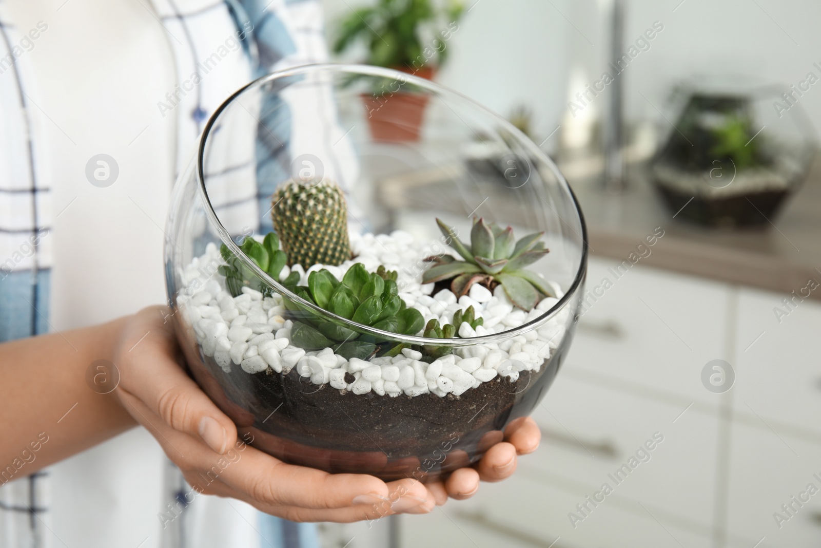 Photo of Young woman holding florarium with different succulents indoors, closeup