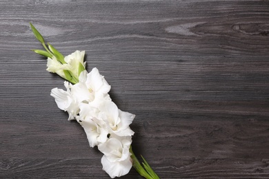 Photo of Beautiful white gladiolus flowers on dark wooden background, top view. Space for text