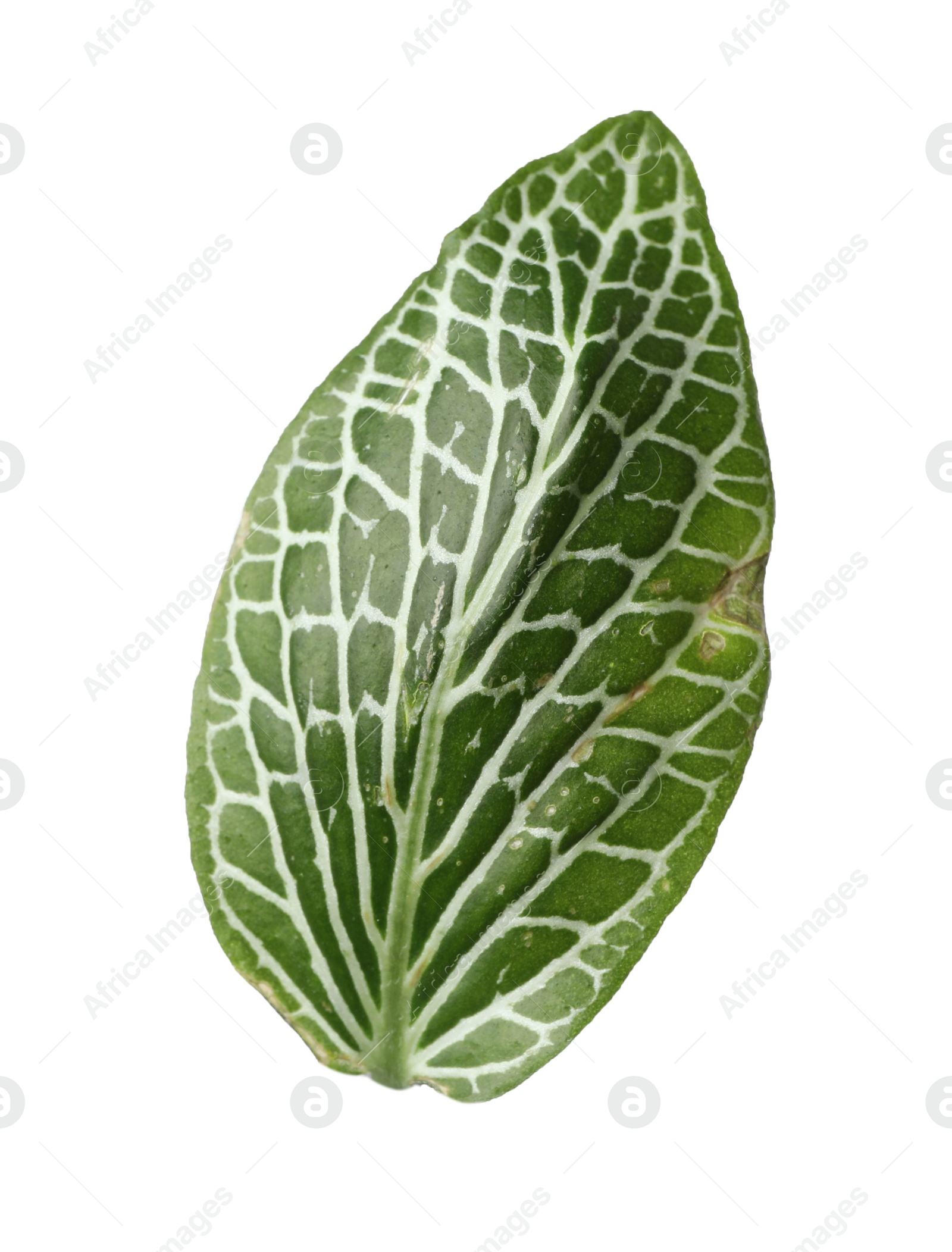 Photo of Leaf of tropical fittonia plant on white background