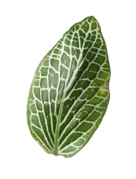 Leaf of tropical fittonia plant on white background