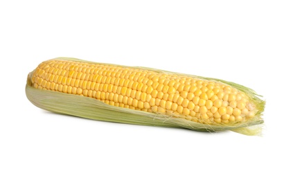 Ripe raw corn cob isolated on white