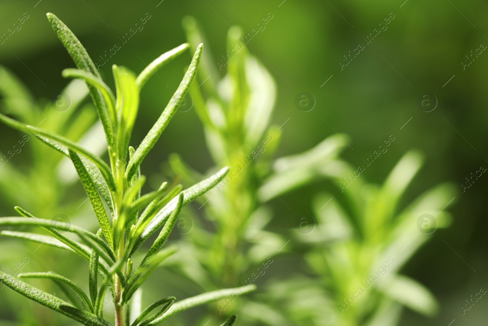 Photo of Twig of fresh rosemary on blurred background, closeup. Space for text