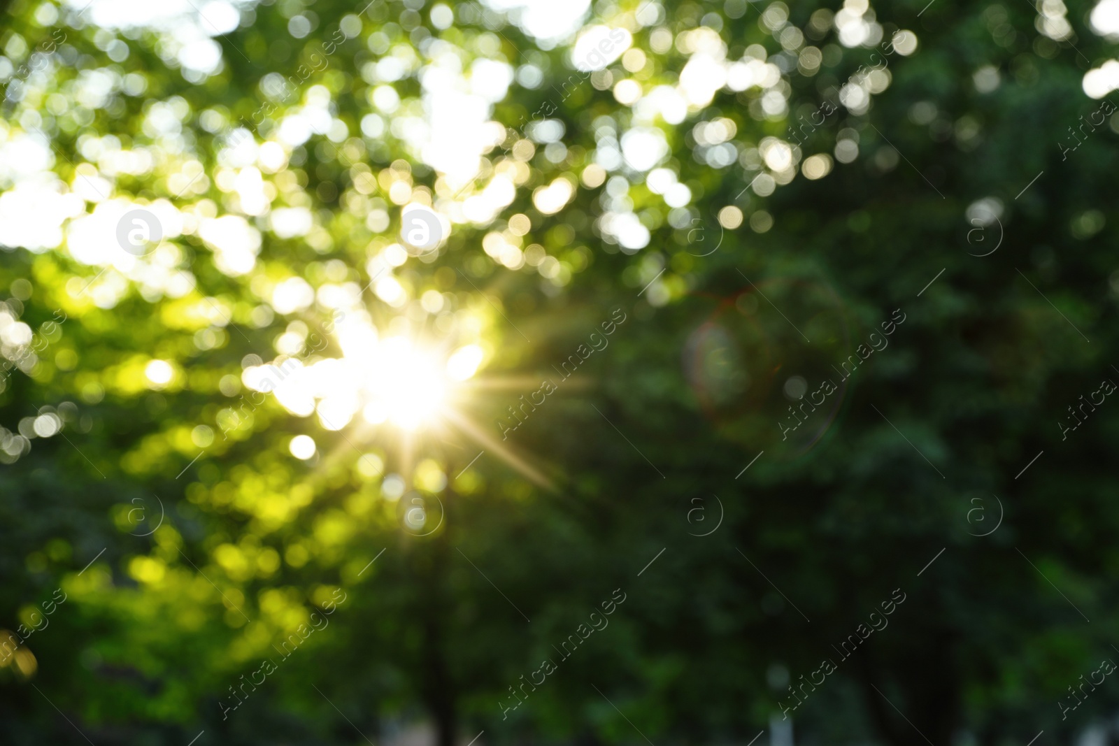 Photo of Blurred view of green foliage outdoors. Bokeh effect