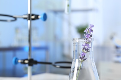 Photo of Flask with plant in laboratory, closeup. Space for text