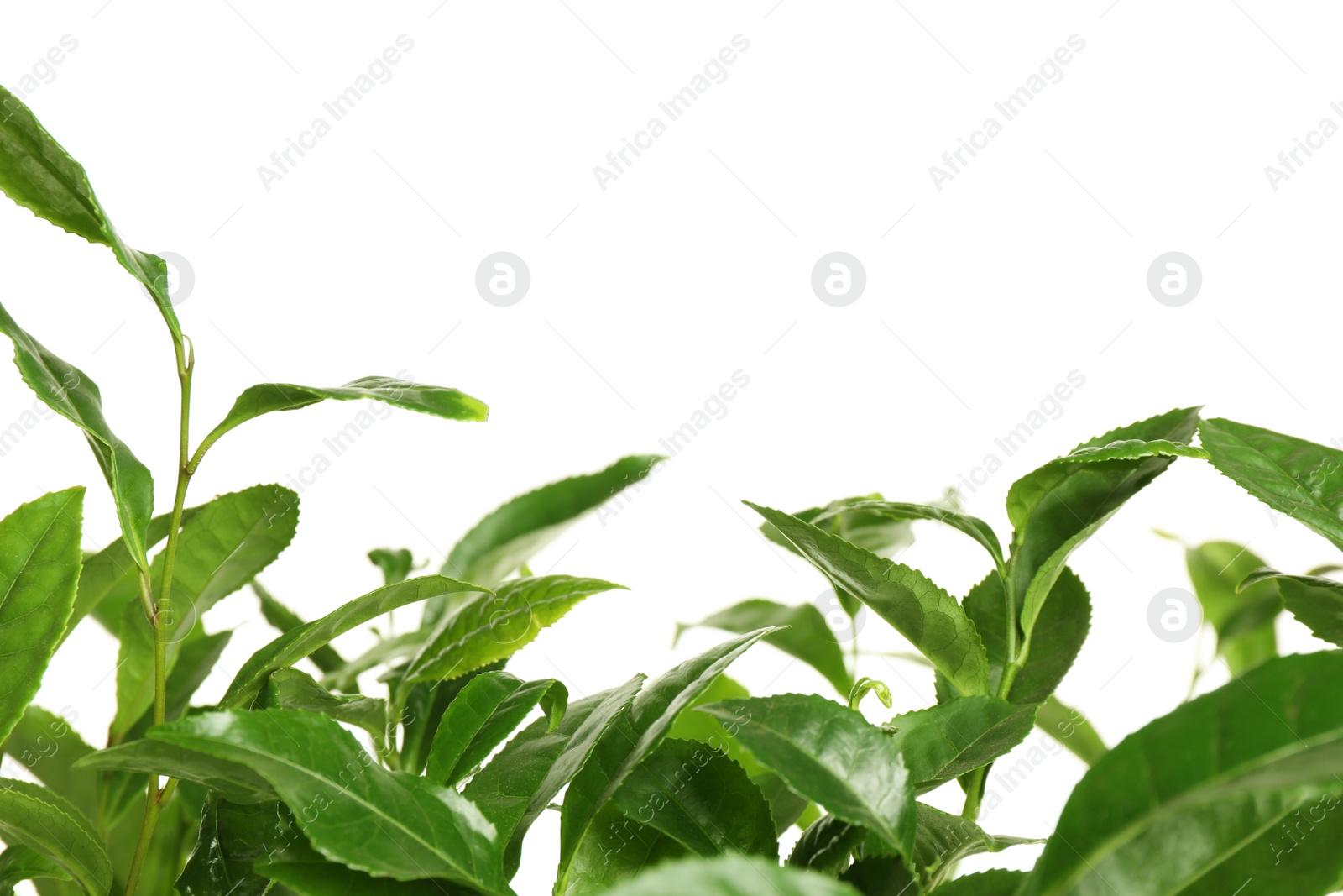 Photo of Green leaves of tea plant on white background