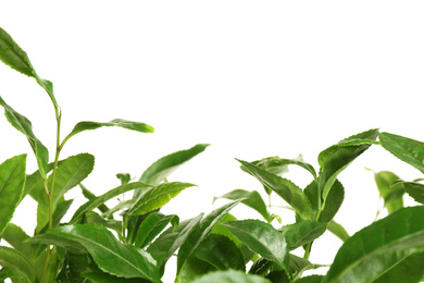 Green leaves of tea plant on white background