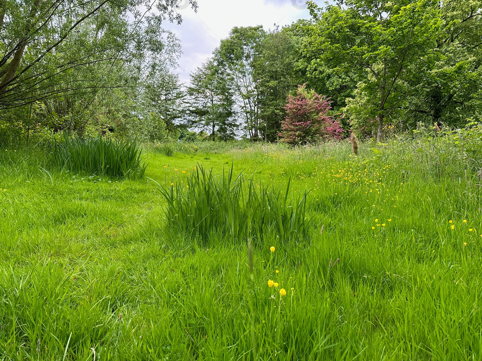 Photo of Fresh green grass, yellow flowers and trees outdoors on spring day