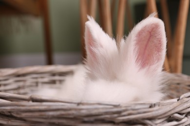 Photo of Fluffy white rabbit in wicker basket indoors, closeup. Cute pet