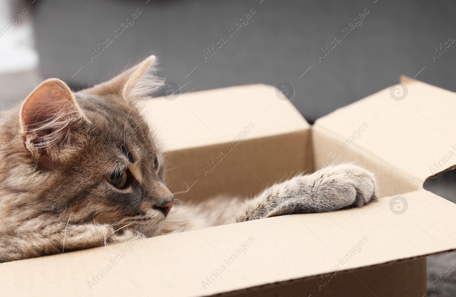 Photo of Cute fluffy cat in cardboard box indoors, closeup