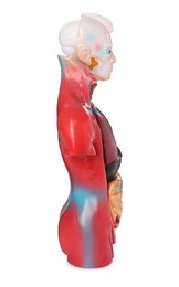 Photo of Human anatomy mannequin showing internal organs isolated on white