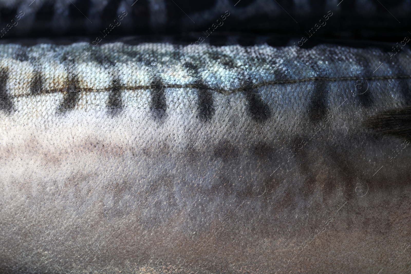 Photo of Texture of raw mackerel as background, closeup