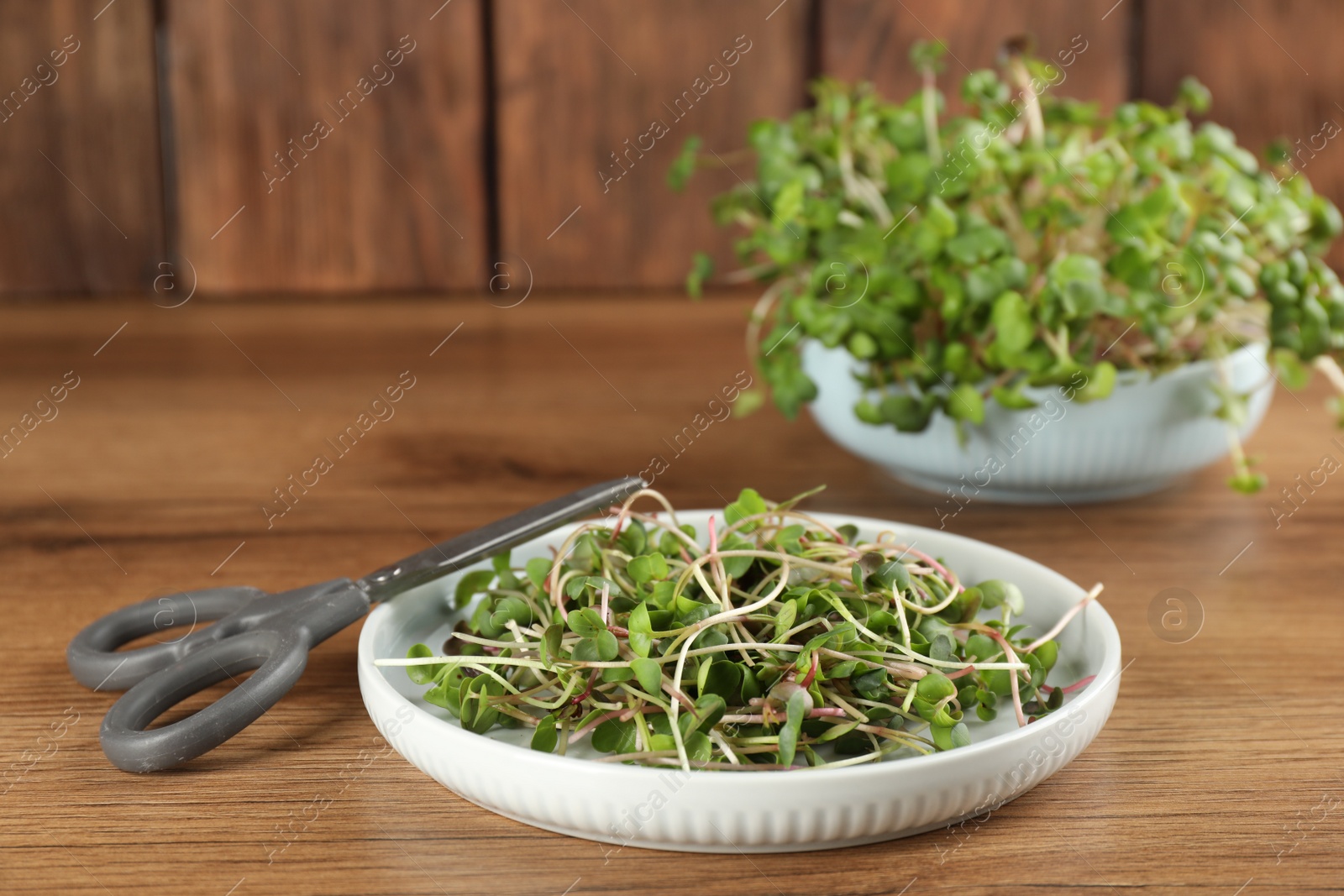 Photo of Plate with fresh radish microgreens and scissors on wooden table