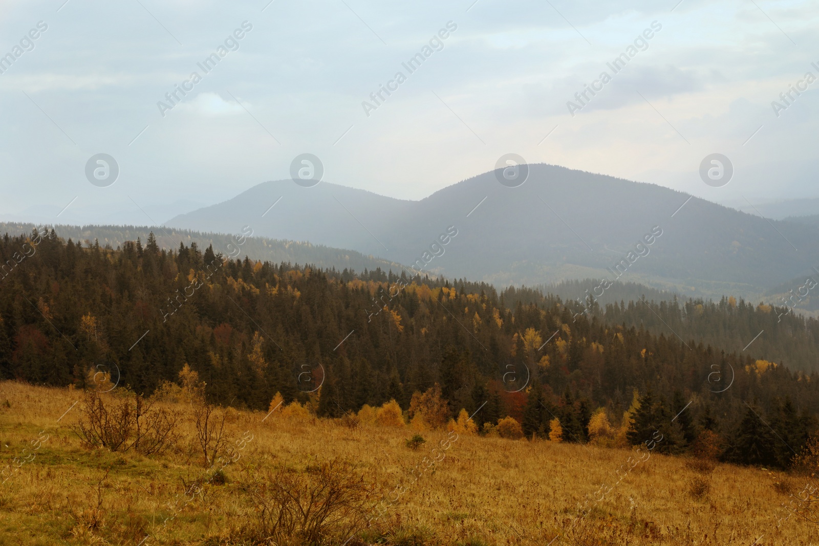 Photo of Beautiful landscape with forest in mountains on autumn day