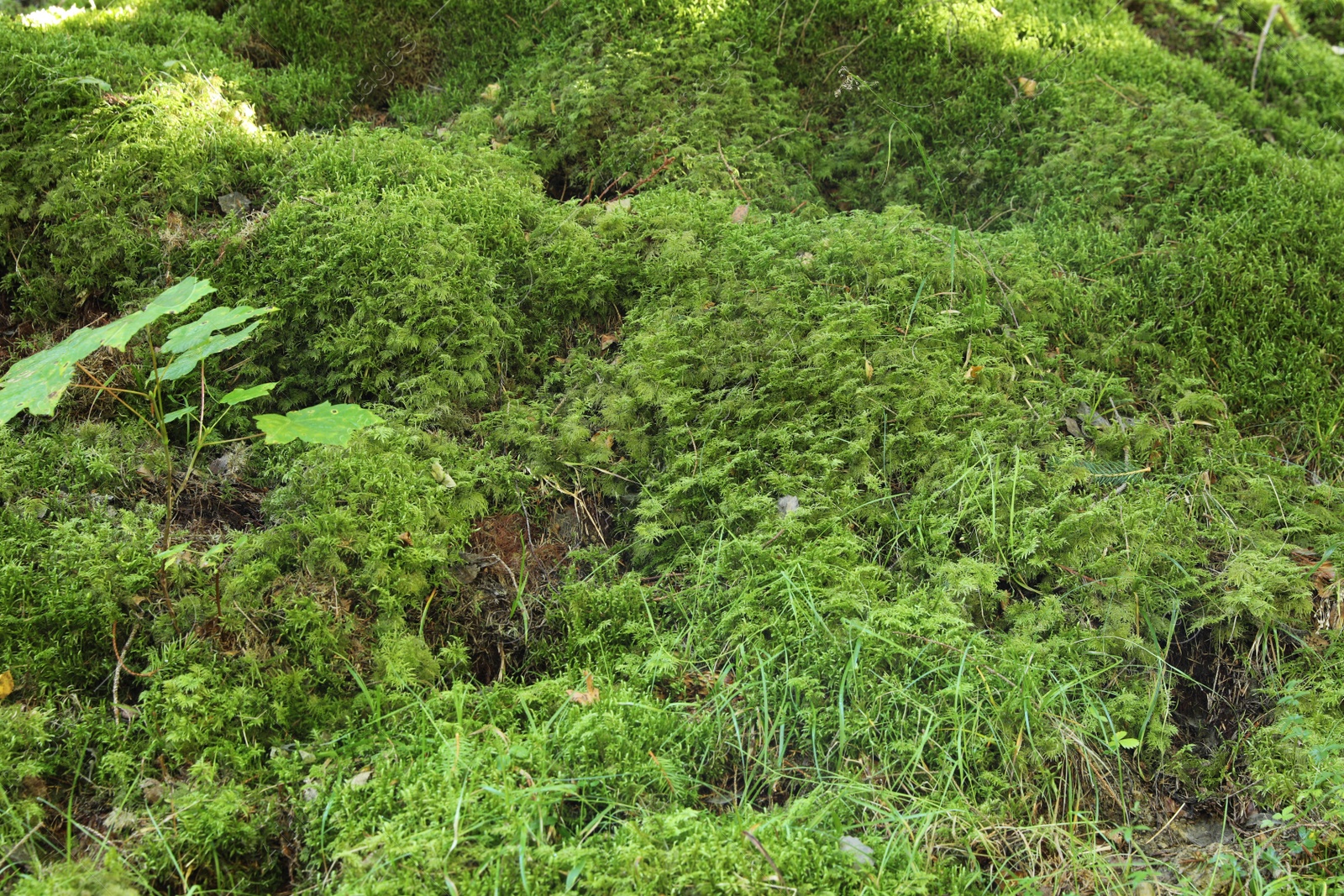 Photo of Beautiful green moss on ground, closeup view