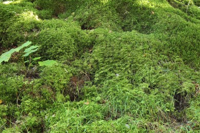 Beautiful green moss on ground, closeup view