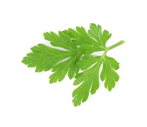 Photo of Sprig of fresh green parsley leaves isolated on white, top view