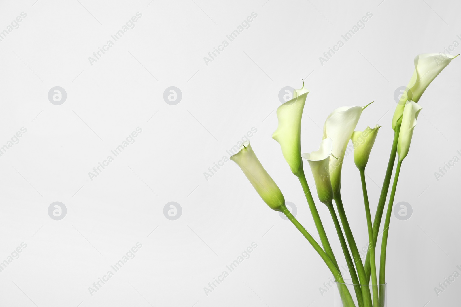 Photo of Beautiful calla lily flowers on white background. Space for text