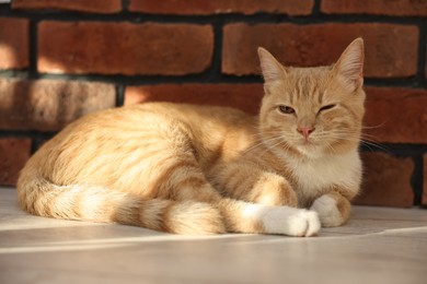 Cute ginger cat lying on floor near brick wall at home