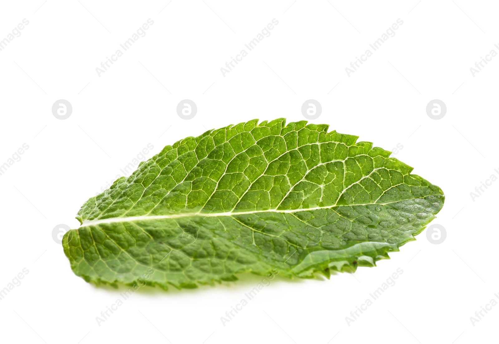 Photo of Fresh green mint leaf on white background