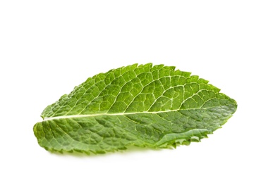 Photo of Fresh green mint leaf on white background