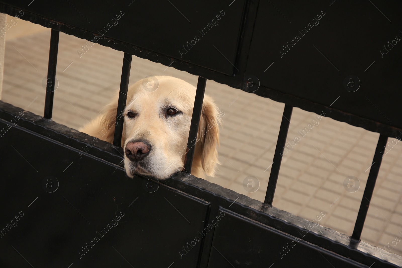 Photo of Adorable dog peeking out of metal fence outdoors