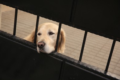 Adorable dog peeking out of metal fence outdoors