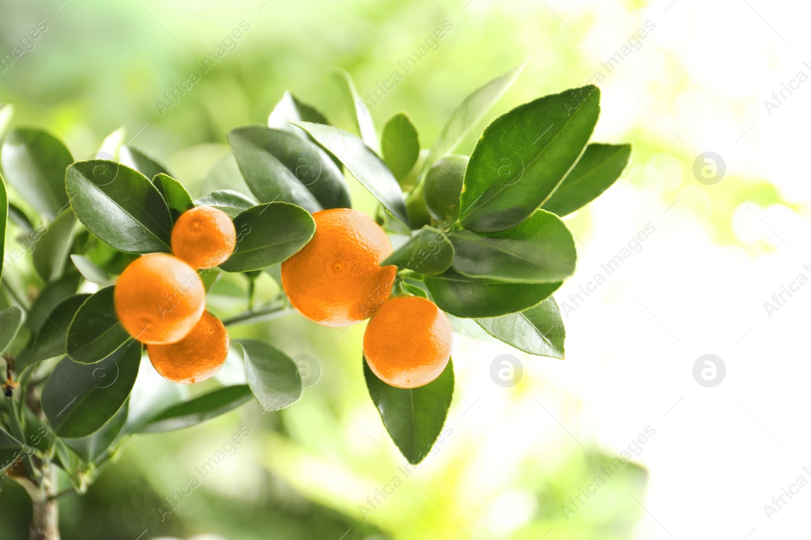 Photo of Citrus fruits on branch against blurred background. Space for text