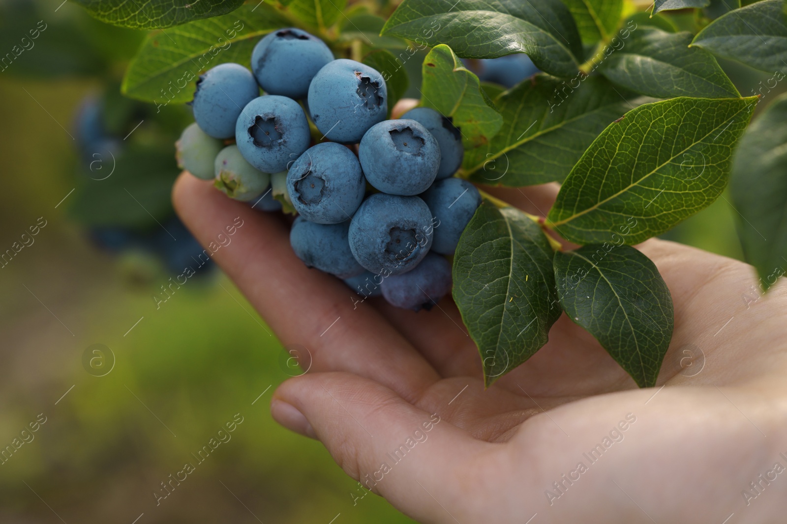 Photo of Woman picking up wild blueberries outdoors, closeup. Seasonal berries