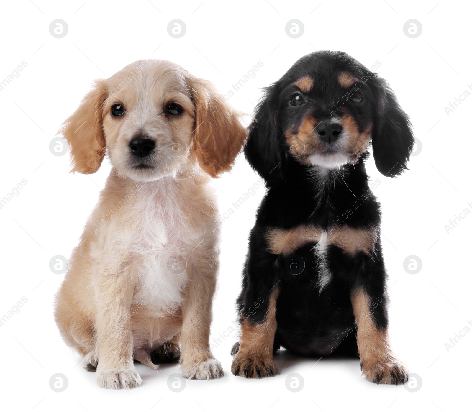 Photo of Cute English Cocker Spaniel puppies on white background