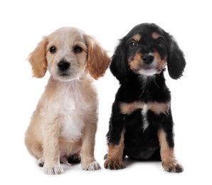 Photo of Cute English Cocker Spaniel puppies on white background