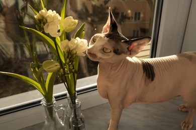 Photo of Adorable Sphynx cat sniffing spring flowers on windowsill indoors