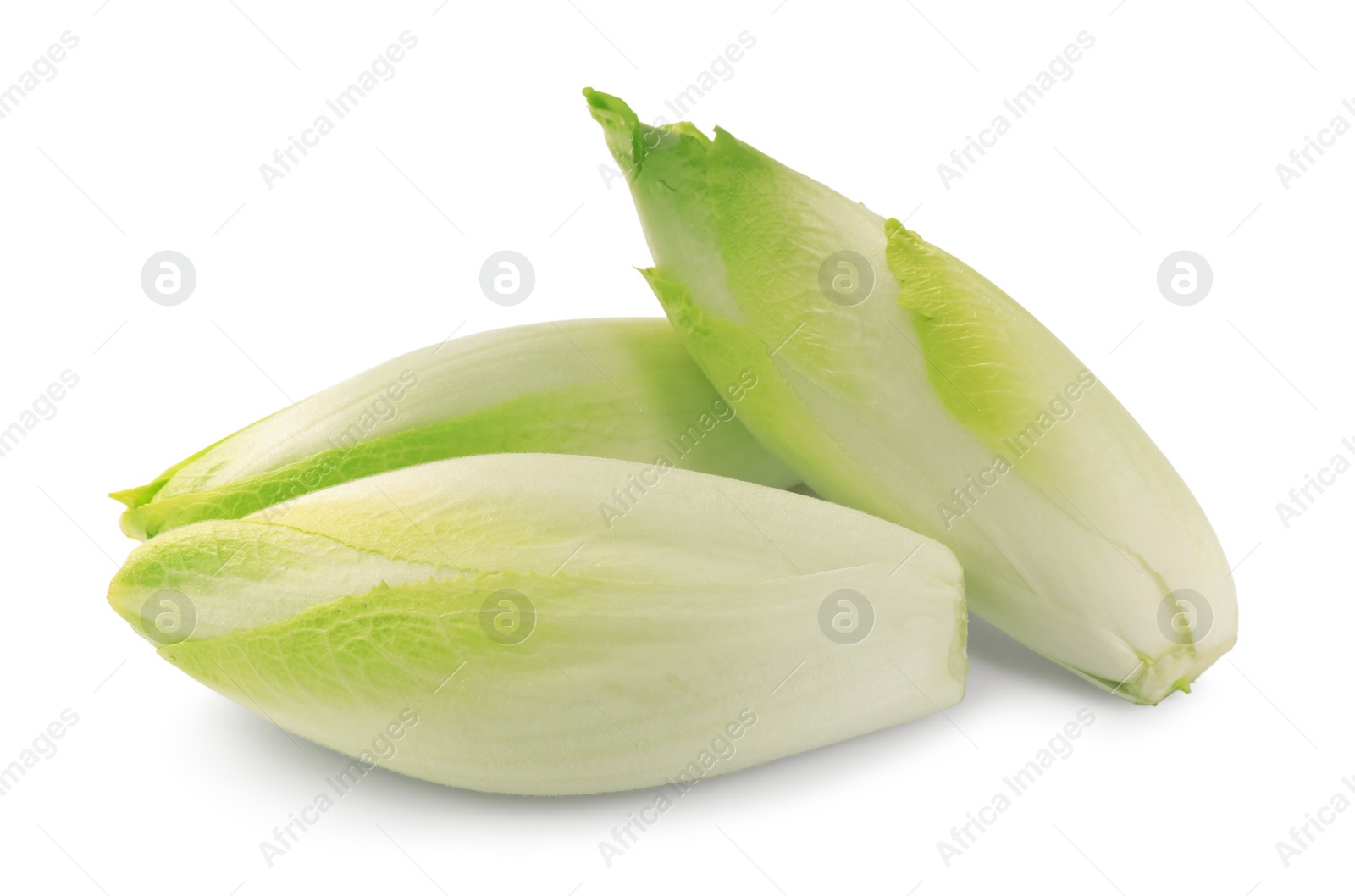 Photo of Raw ripe chicories on white background. Belgian endive