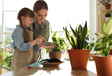 Mother and daughter taking care of home plants at table indoors, space for text