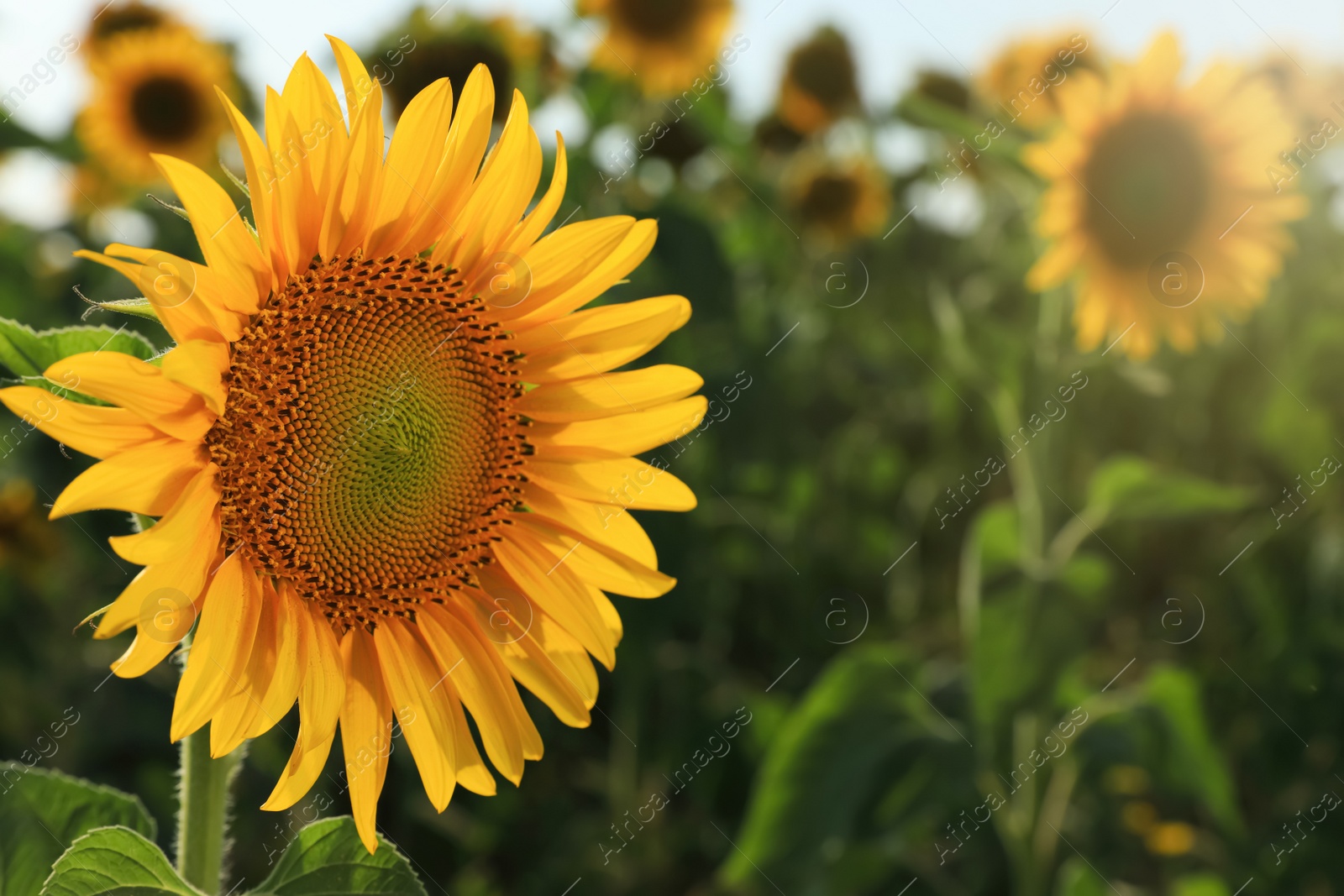 Photo of Sunflower growing in field outdoors, space for text