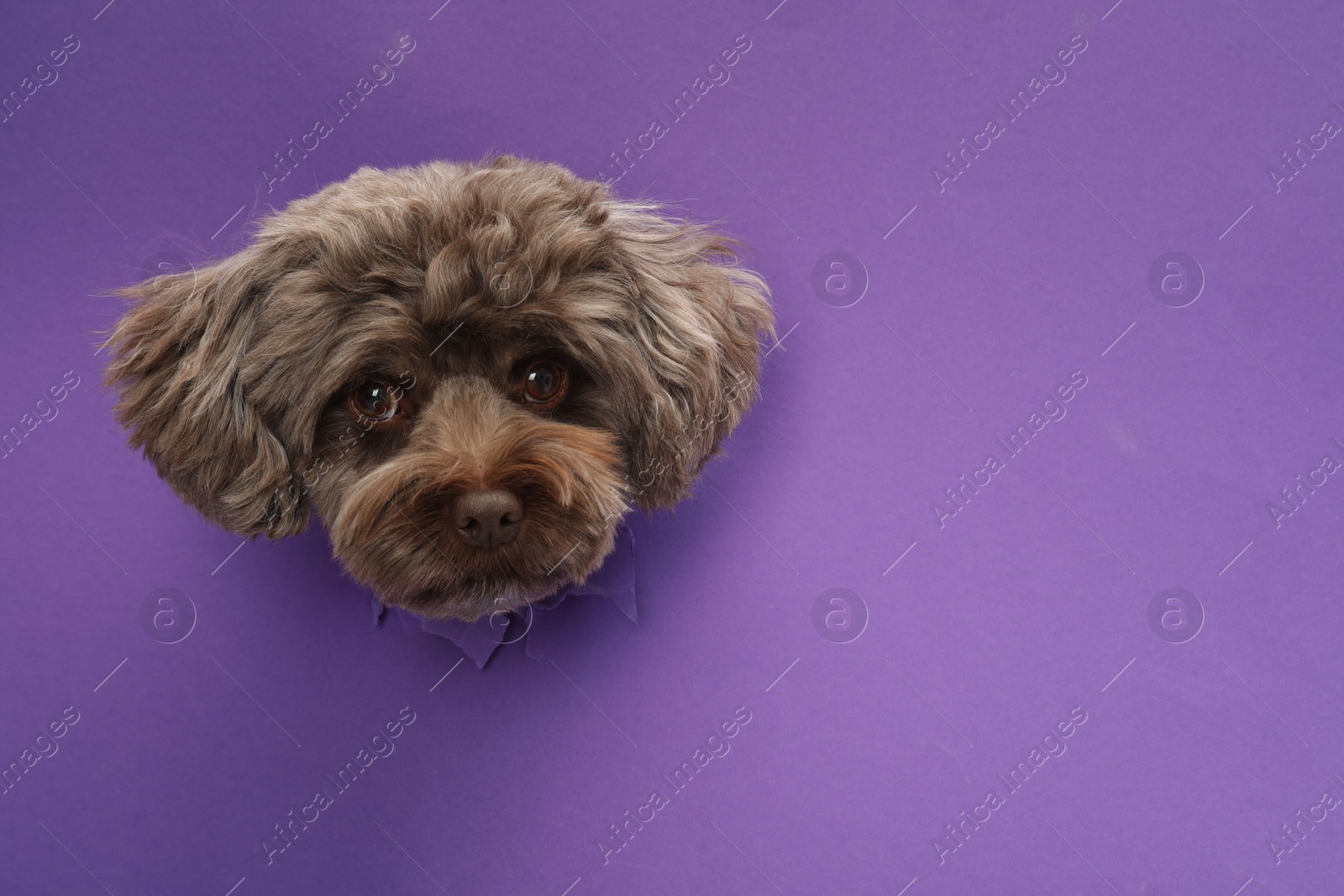 Photo of Cute Maltipoo dog peeking out of hole in violet paper, space for text. Lovely pet
