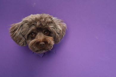 Cute Maltipoo dog peeking out of hole in violet paper, space for text. Lovely pet