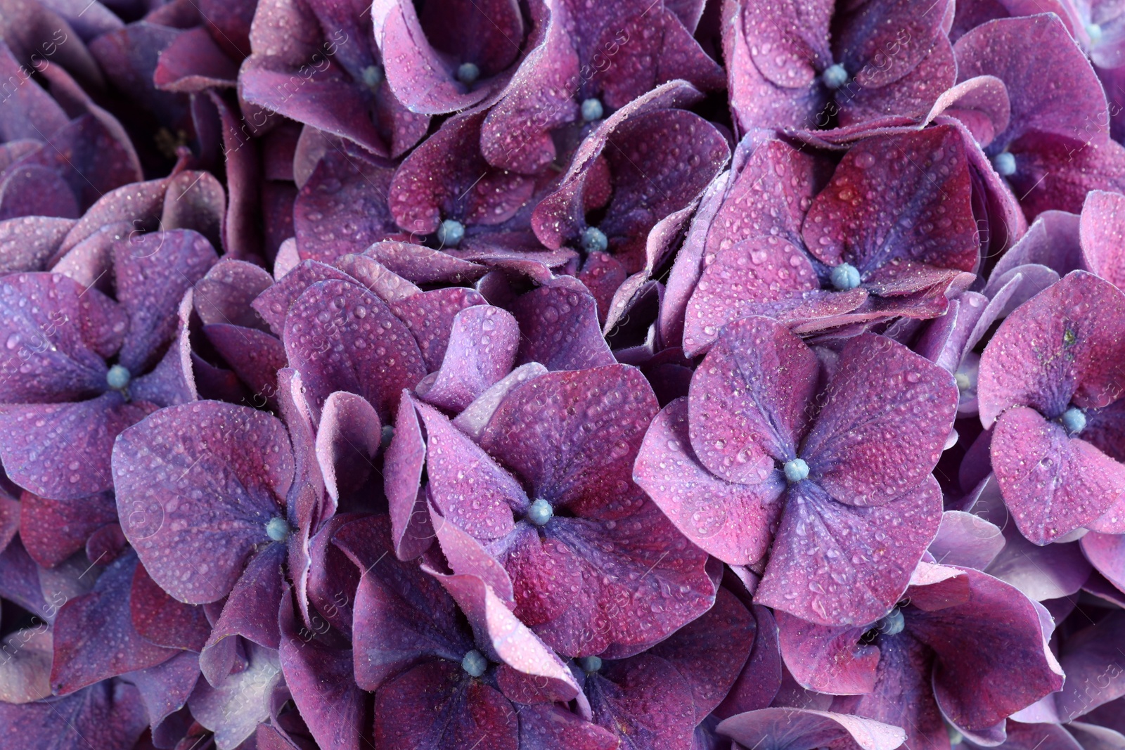 Photo of Beautiful violet hortensia flowers with water drops as background, closeup