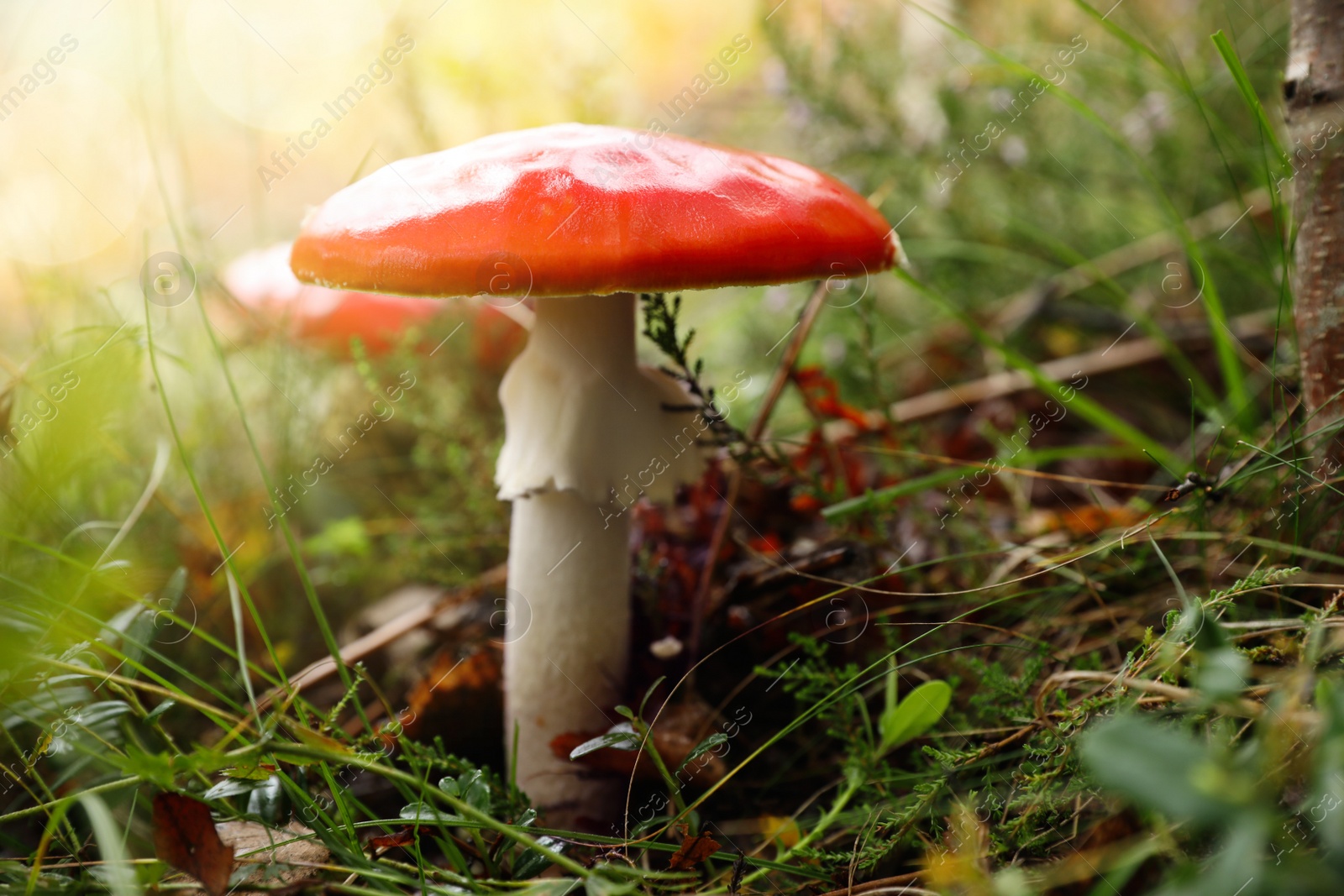 Photo of Fresh wild mushroom growing in forest, closeup