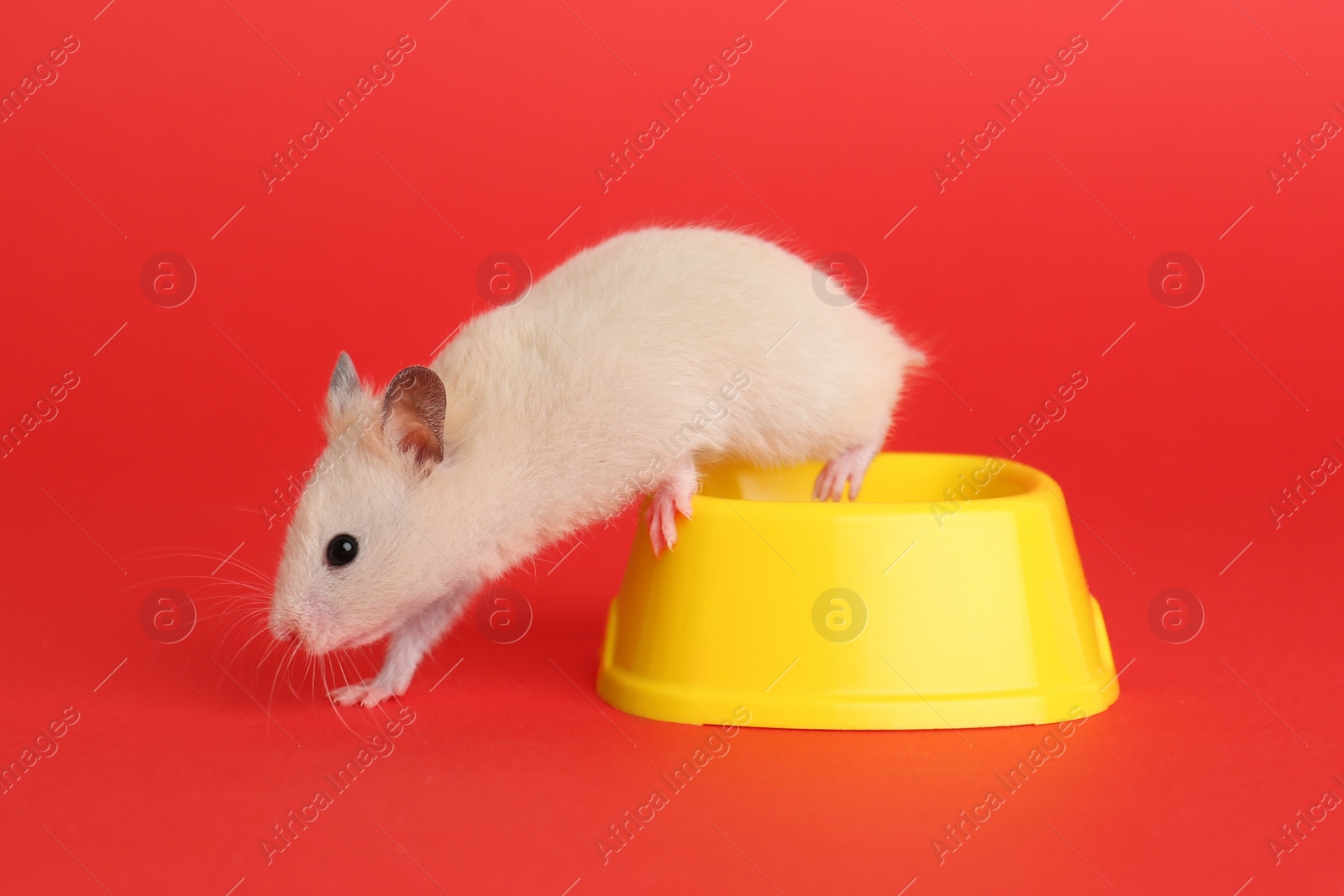 Photo of Cute little hamster near feeding bowl on red background