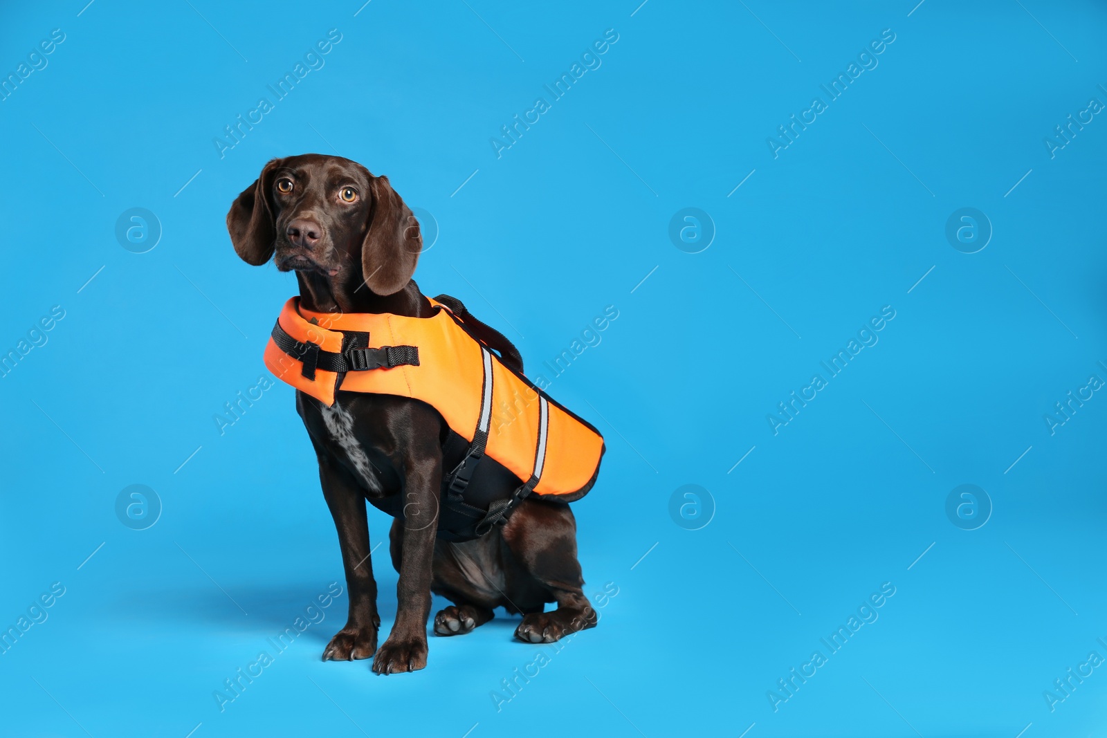 Photo of Dog rescuer in life vest on light blue background. Space for text