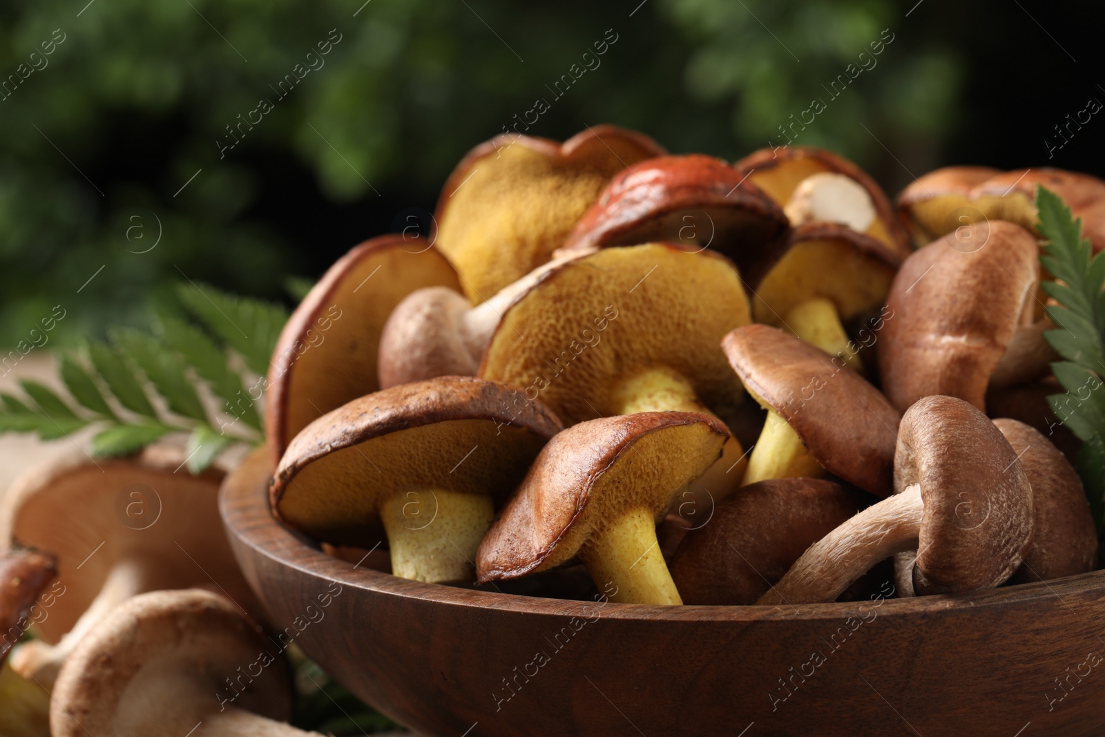 Photo of Different wild mushrooms in wooden bowl, closeup