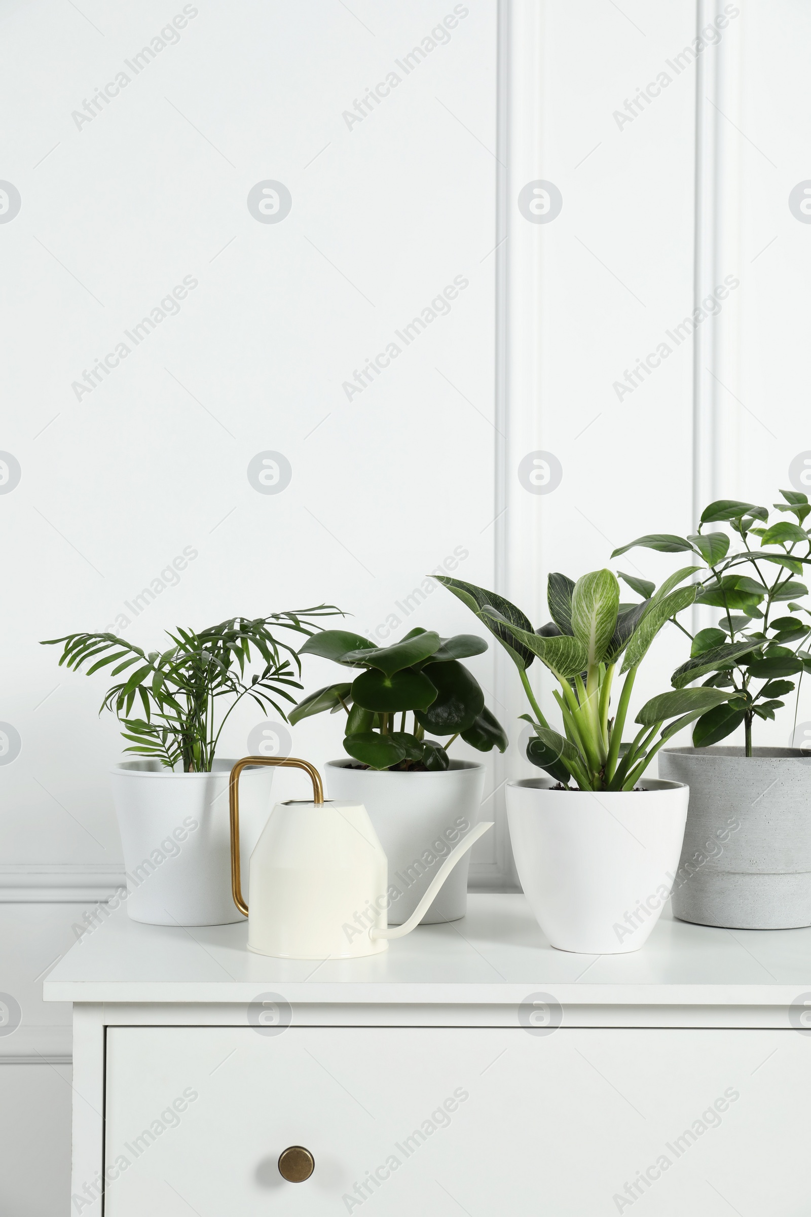 Photo of Many different houseplants in pots on chest of drawers near white wall, space for text