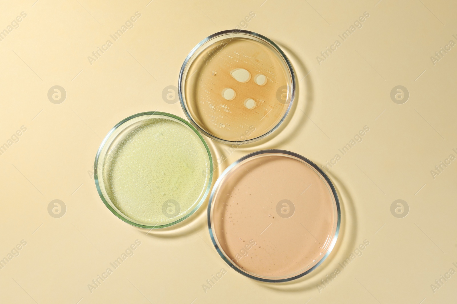 Photo of Petri dishes with color liquids on beige background, flat lay