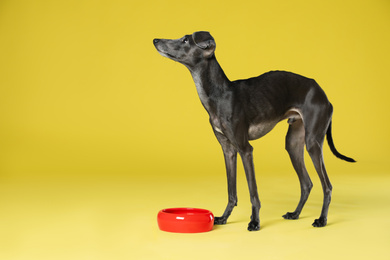 Italian Greyhound dog near feeding bowl on yellow background. Space for text