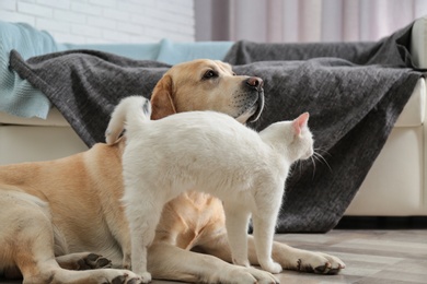 Adorable dog and cat together on floor indoors. Friends forever