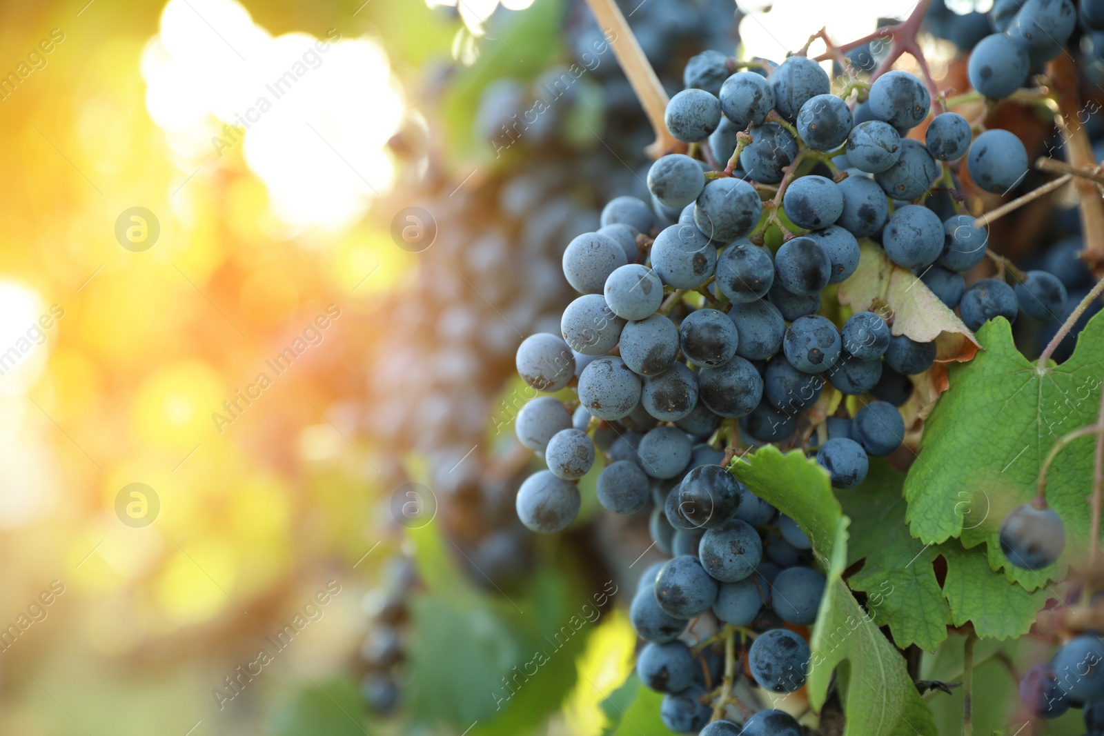 Photo of Fresh ripe grapes growing in vineyard on sunny day