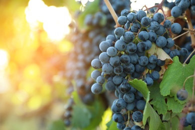 Photo of Fresh ripe grapes growing in vineyard on sunny day
