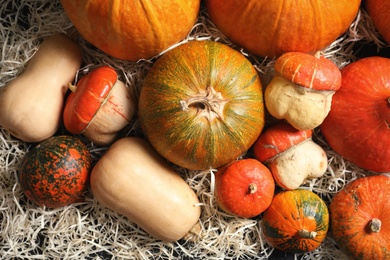 Many different pumpkins as background. Autumn holidays