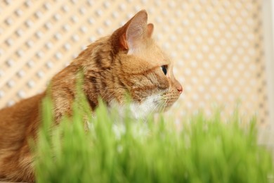 Photo of Cute ginger cat near potted green grass indoors